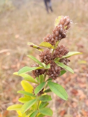Lespedeza capitata