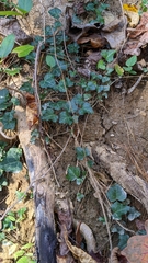 Hedera helix