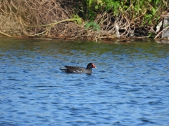 Gallinula galeata