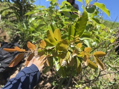 Cupaniopsis parvifolia