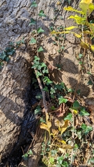 Hedera helix