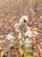 Pseudognaphalium obtusifolium