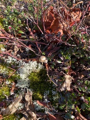 Panaeolus