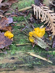 Dacrymyces chrysospermus