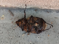 Dynastes hyllus