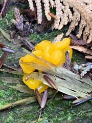 Dacrymyces chrysospermus