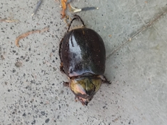 Dynastes hyllus