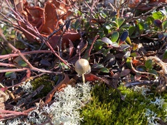 Panaeolus