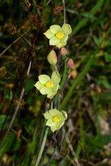 Thelymitra flexuosa
