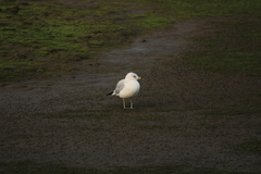 Larus delawarensis