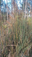 Cladium mariscus