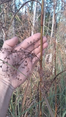 Cladium mariscus