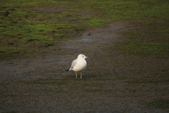 Larus delawarensis