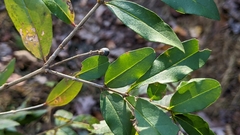 Ligustrum
