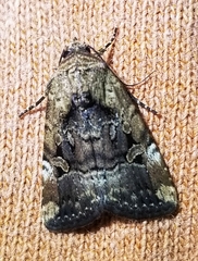 Elaphria chalcedonia