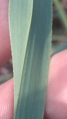 Cladium mariscus