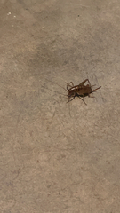 Ceuthophilus californianus