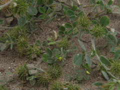 Medicago polymorpha