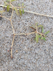 Euphorbia polygonifolia