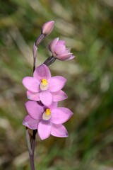 Thelymitra × irregularis
