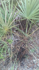 Serenoa repens