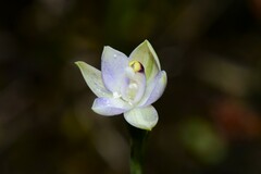 Thelymitra pallidifructus