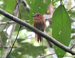 Malacoptila panamensis