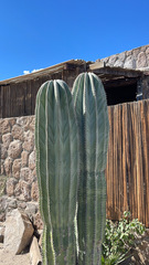 Pachycereus pringlei