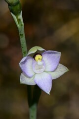 Thelymitra pallidifructus