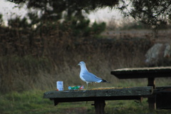 Larus delawarensis