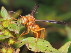 Polistes carolina