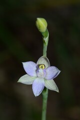 Thelymitra pallidifructus