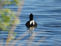 Fulica rufifrons