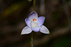 Thelymitra brevifolia
