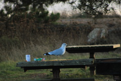 Larus delawarensis