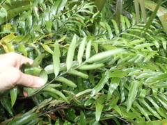 Asplenium oblongifolium