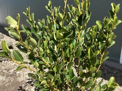 Griselinia littoralis