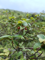 Viburnum luzonicum