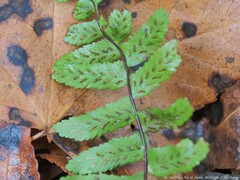 Asplenium platyneuron