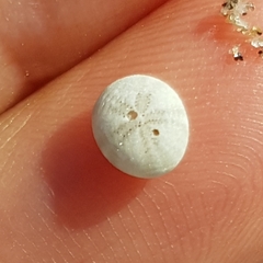 Echinocyamus pusillus