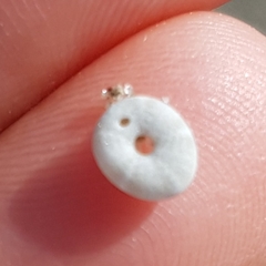 Echinocyamus pusillus