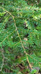 Tsuga canadensis