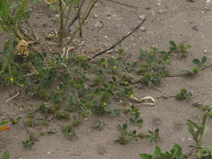 Medicago polymorpha