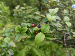 Viburnum luzonicum