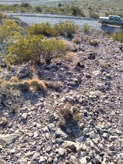 Tephrocactus alexanderi