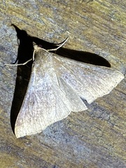 Renia discoloralis