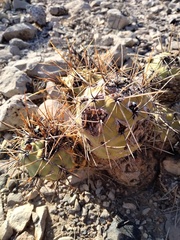 Tephrocactus alexanderi