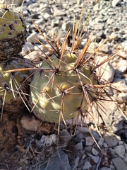 Tephrocactus alexanderi