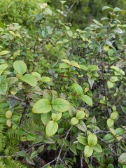 Viburnum luzonicum
