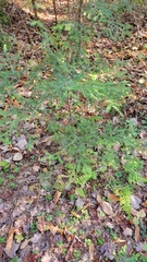 Tsuga canadensis